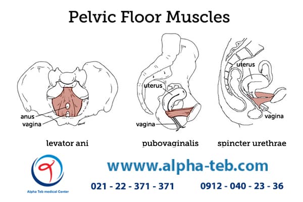 ضعف عضلات اسفنکتر مقعد و کف لگن